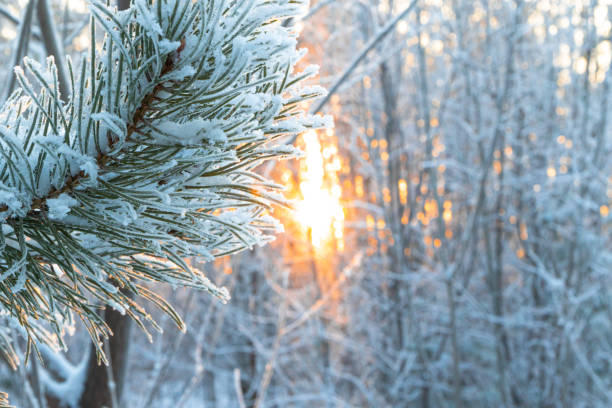 istock branches of a Christmas tree covered with fluffy snow in a winter forest against the backdrop of the setting sun. middle ural. Russia 1291920938