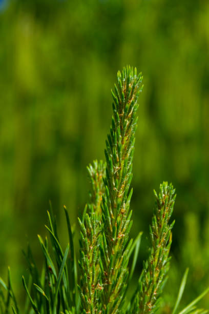 istock young green bright shoots of spruce with sharp needles on a green background on a bright sunny summer day. middle ural. Russia 1291920967