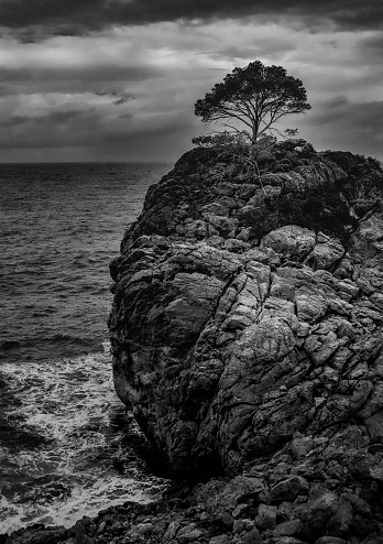 Lonesome tree on a rock at Sa Calobra on balearic island Mallorca. Spain, November 2013