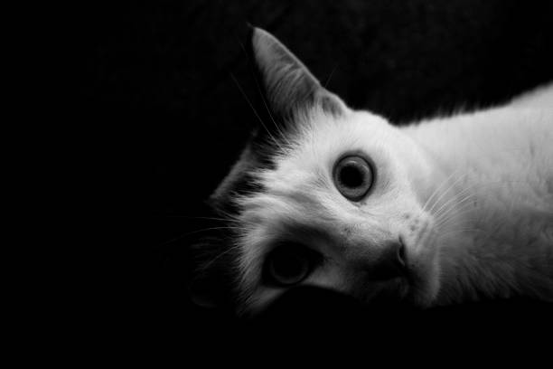 Set of fruit, vegetables and candy shot whit the collaboration of my cat, Olivia