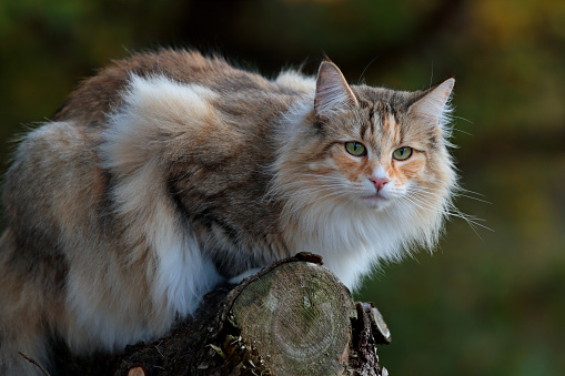 A beautiful norwegian forest cat female in autumnal scenery