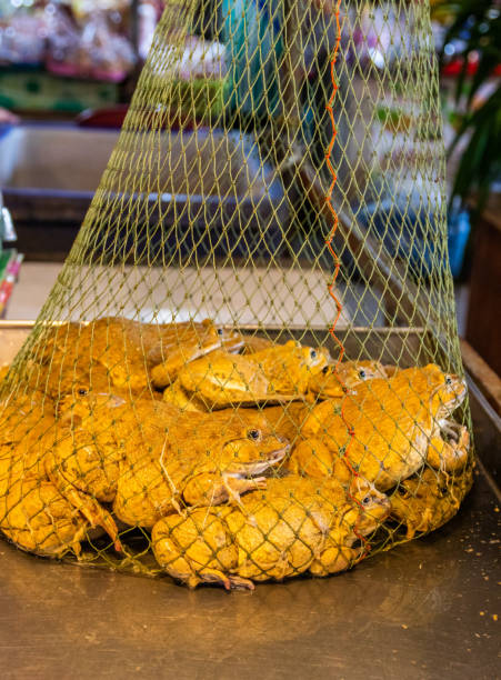 istock frogs from Pattaya District Chonburi Thailand Asia 1291925165