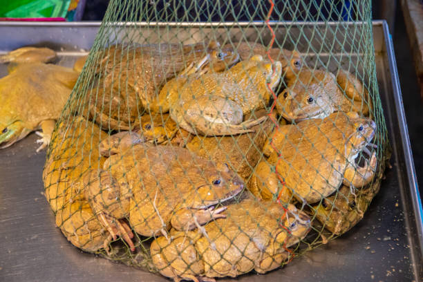 Frog Meat Hand 140+ Frog Freshness Meat Thailand Stock Photos, Pictures & Royalty-Free ...