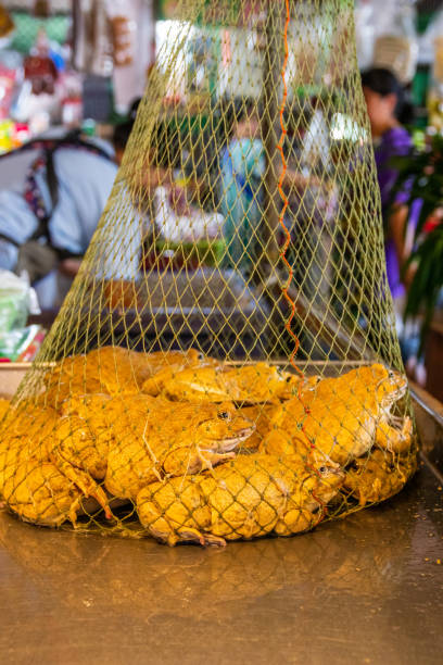istock frogs from Pattaya District Chonburi Thailand Asia 1291925201