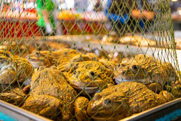 istock frogs from Pattaya District Chonburi Thailand Asia 1291925238