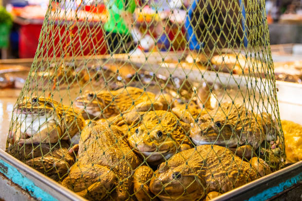 frogs from Pattaya District Chonburi Thailand Asia