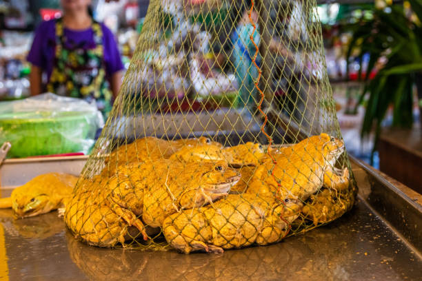 frogs from Pattaya District Chonburi Thailand Asia