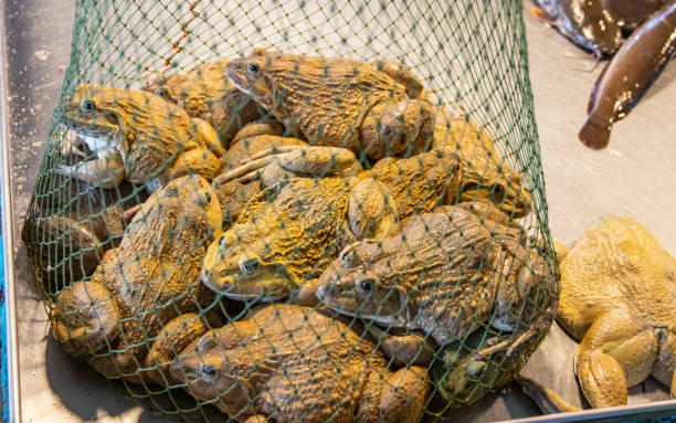 frogs from Pattaya District Chonburi Thailand Asia