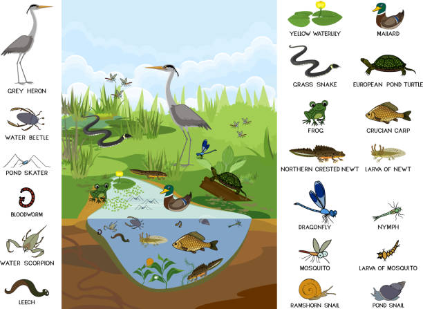 ökosystem von teich mit verschiedenen tieren (vögel, insekten, reptilien, fische, amphibien) in ihrem natürlichen lebensraum. schema der teichstruktur - süßwasser stock-grafiken, -clipart, -cartoons und -symbole