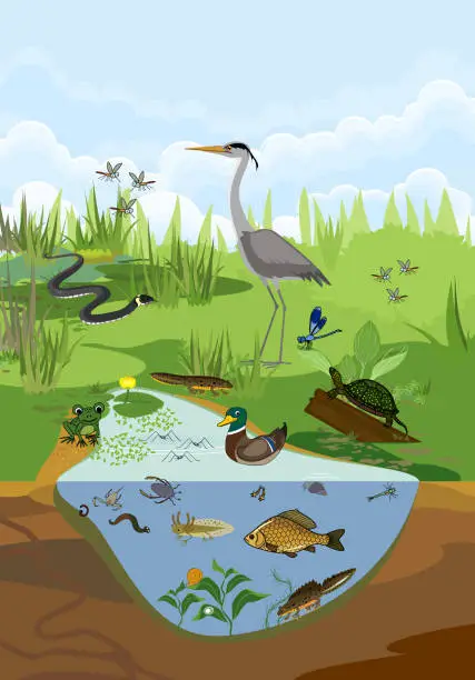 Vector illustration of Ecosystem of pond with different animals (birds, insects, reptiles, fishes, amphibians) in their natural habitat. Schema of pond structure