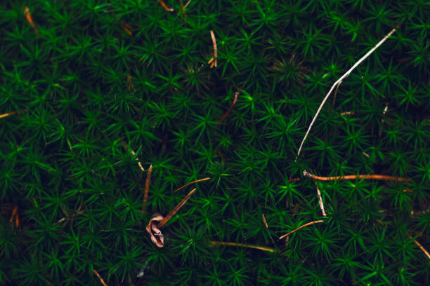 istock moss, leaves and pine needles in the winter undergrowth 1291927177