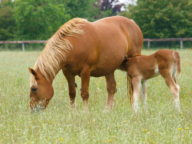 istock Suffolk Punch Mare and Foal 1291928181