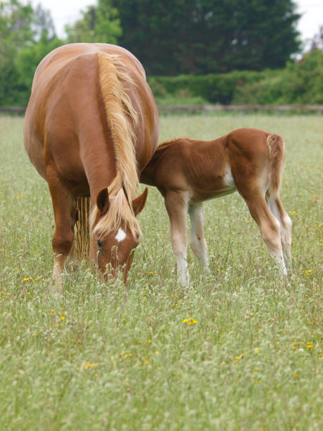 istock Suffolk Punch Mare and Foal 1291928204