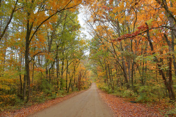 istock Tree lined dirt road with autumn foliage 1291930409