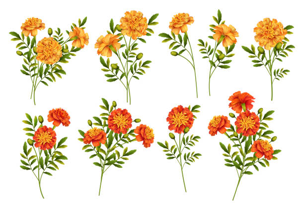 Set of Marigold Flowers Set of Marigold flowers isolated on white background marigold stock illustrations