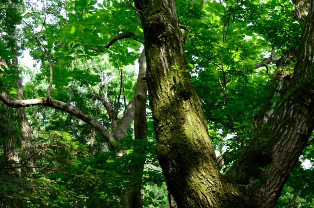 istock Mt.Takao, Hachiouji, Tokyo(2020) 1291934977