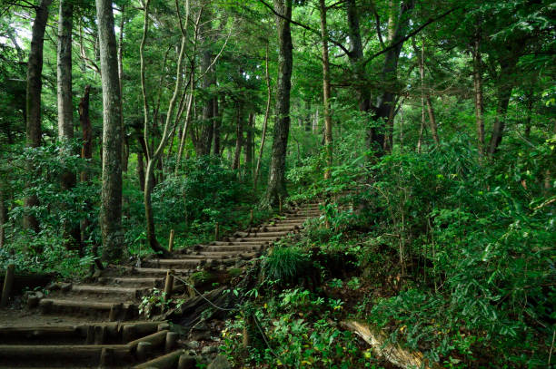 istock Mt.Takao, Hachiouji, Tokyo(2020) 1291935286