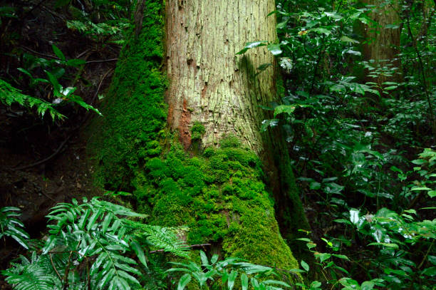 istock Mt.Takao, Hachiouji, Tokyo(2020) 1291935691
