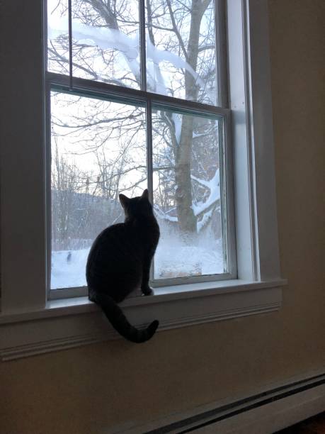 istock Cat looking at winter landscape at 2020 Nor'easter 1291935866