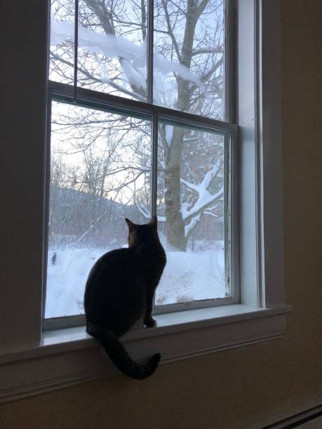 istock Cat looking at winter landscape at 2020 Nor'easter 1291935904