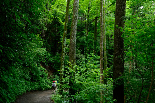 istock Mt.Takao, Hachiouji, Tokyo(2020) 1291936711