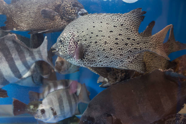 istock spotted parrot fish, rock bream in the market. 1291937013