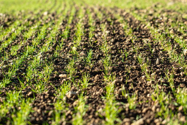 istock First shoots of spring crop growth on an arable farm 1291937110