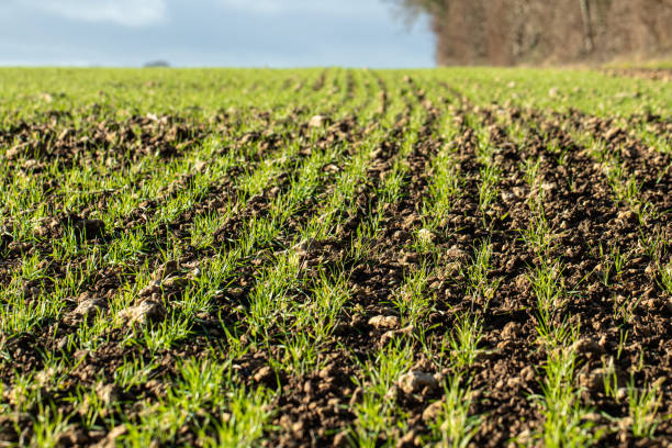 istock First shoots of spring crop growth on an arable farm 1291937136