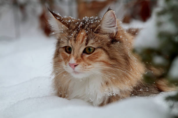 istock A tortoiseshell cat lying in snow 1291937383