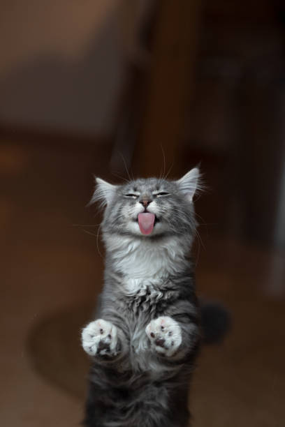 Adorable gray white maine coon kitten rearing up licking treats off a glass window with copy space