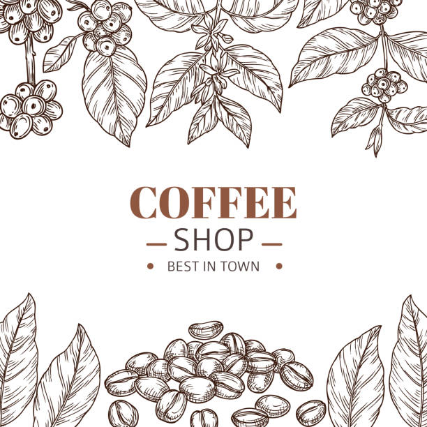 café-plakat. zeichnen von blättern, handgezeichneten bohnen oder gerösteten arabicakörnern. cafe branding, vintage skizze pflanzen rahmen vektor vorlage - coffee beans stock-grafiken, -clipart, -cartoons und -symbole