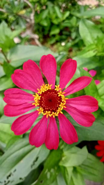 istock pink flowers blooming in the garden 1291938598
