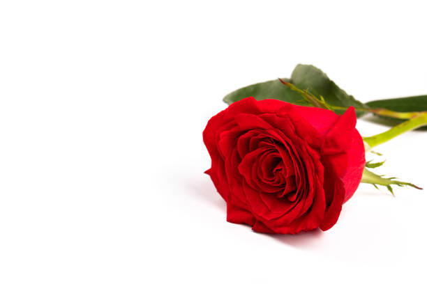 istock Single Red fresh rose isolated on white background. Traditional holiday gift 1291938767