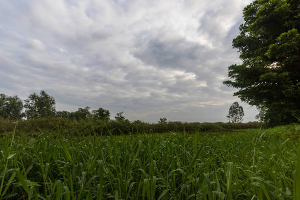 istock Grassland and beautiful natural scenery in Thailand 1291939183