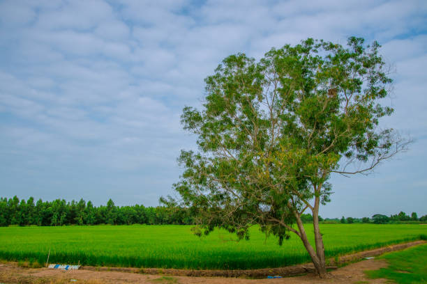 istock Vast green rice fields and beautiful natural scenery in Thailand 1291939188