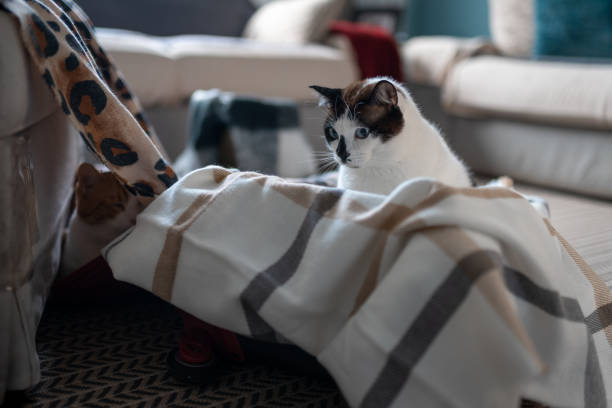 istock black and white cat with blue eyes sitting inside a suitcase 2 1291940717