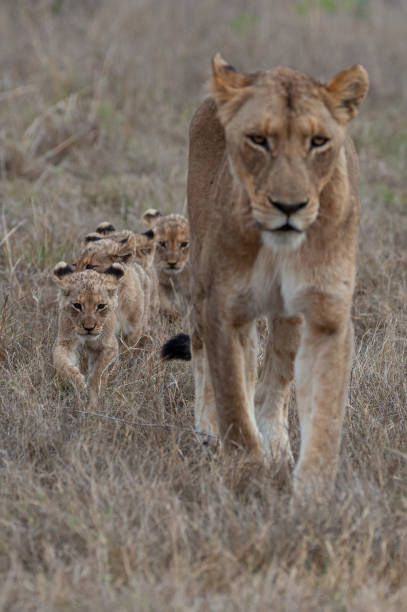 istock Female Lion and tiny Cubs 1291941860