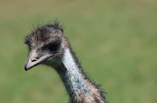 Photo of Emu head