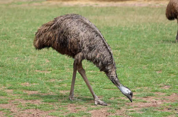 Photo of Emu pecking