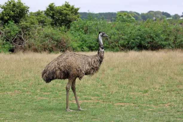 Photo of emu