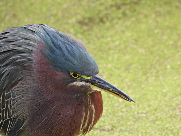 istock Green Heron (Butorides virescens) portrait 1291943725