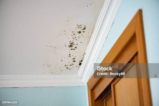 Moldinfested Ceiling In A Bedroom Dangerous And Healthdamaging Stock Photo - Download Image Now