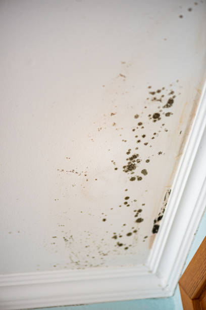istock Mold-Infested Ceiling in a Bedroom – dangerous and health-damaging 1291944322
