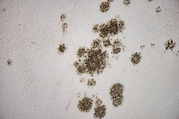 istock Mold-Infested Ceiling in a Bedroom – dangerous and health-damaging 1291944466