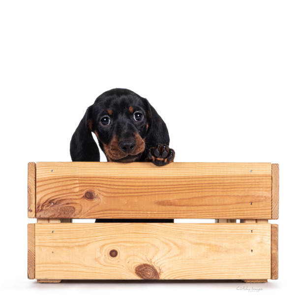 Dachshund pup on white background