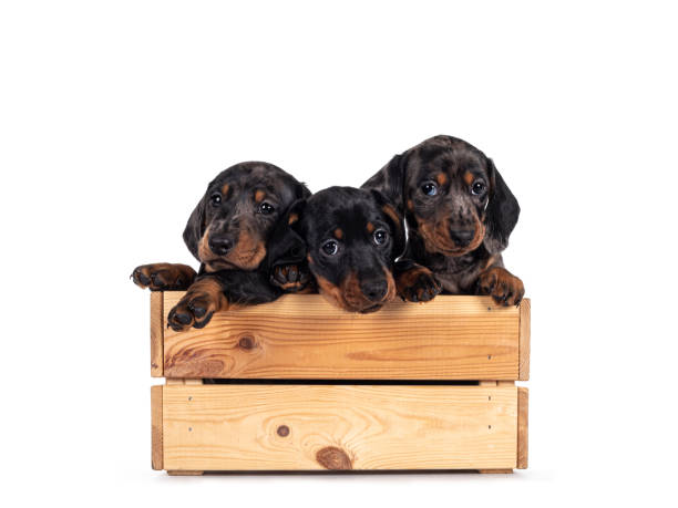 istock Dachshund pup on white background 1291946775