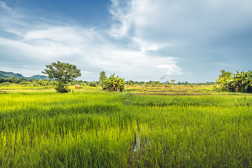view over landscape with green rice fields in malawi