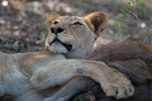 istock Female Lion feeding on Buffalo 1291947620