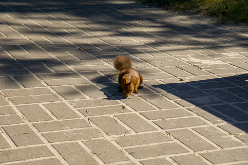 Wild Squirrel in Liepaja seaside park looking for food, eating, running. Cute squirrel. Eurasian red squirrel Sciuridae, Sciurus vulgaris