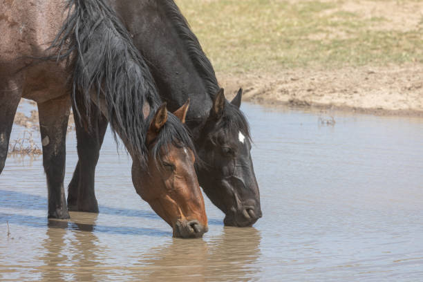 istock Wild Horses at a Desert Waterhole 1291950898